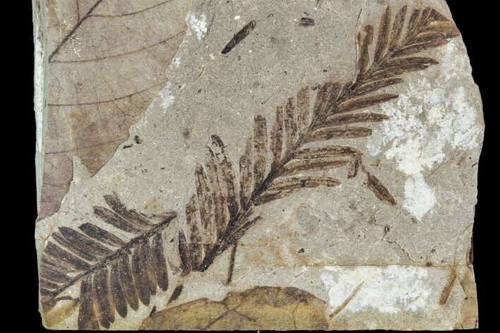 Metasequoia Fossil - Cache Creek, BC #110889